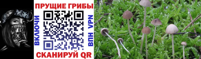 цены наркотик  Баксан  Псилоцибиновые грибы Psilocybine cubensis 
